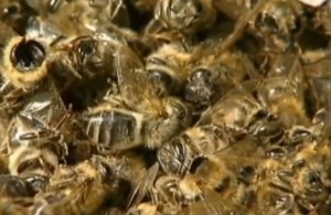 tote Bienen